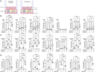 Neutrophilic inflammation promotes SARS-CoV-2 infectivity and augments the inflammatory responses in airway epithelial cells